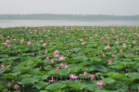 李營被譽為中國十大苗木之鄉之一